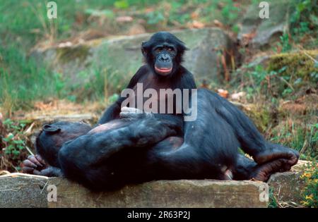 Bonobos (Pan paniscus), Bonobos, juvenile und ruhende männliche Tiere Stockfoto