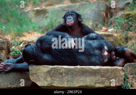 Bonobos (Pan paniscus), jung und ruhend, männlich Stockfoto