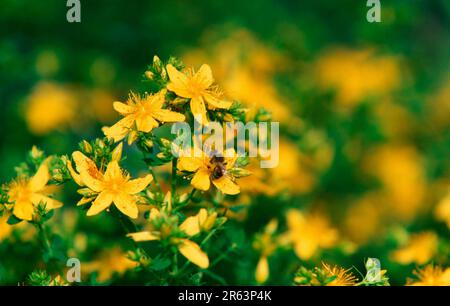 Johanniskraut (Hypericum perforatum), fleckig johanniskraut-Familie (Hypericaceae) (gelb) (Blüten) (Landschaft) Stockfoto