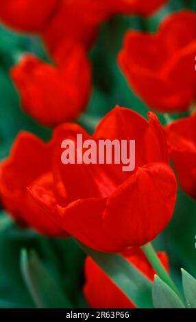 Tulip (Tulipa greigii) „Vereinigte Staaten“, Tulpe „Vereinigte Staaten“, [Europa, europa, Niederlande, Niederlande, Pflanzen, Pflanzen, Blumen, Blumen Stockfoto