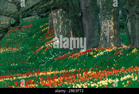 Tulpen neben alten Bäumen, Mainau, Baden-Württemberg, Deutschland, Mainau Island, Blumen, bunt, Europa, Frühling, Landschaft, Horizontal, blühend Stockfoto