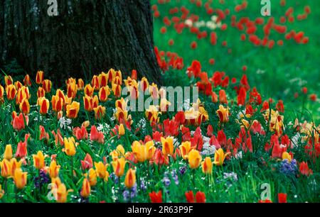 Tulpen neben alten Bäumen, Insel (Blumen) (Lilienfamilie) (Liliaceae) (Bulbuspflanzen) (Gartenpflanzen) (Europa) (Baumstamm) (bunt) Stockfoto