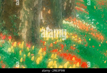 Tulpen neben alten Bäumen, Mainau, Baden-Württemberg, Deutschland, Mainau Island, Blumen, Lilienfamilie, Liliaceae, Bulbuspflanzen, Gartenpflanzen, Europa Stockfoto