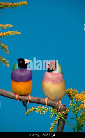 Gouldianische Elster, Paar, männlich schwarz beschichtet und weiblich rot beschichtet (Chloebia gouldiae) Stockfoto