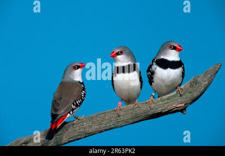 Diamantenfiliale (Stagonopleura guttata) Stockfoto