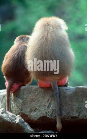 Hamadryas-Pavian (Papio hamadryas), Paar Stockfoto