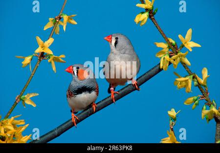 Zebrafinken (Taeniopygia guttata), Paar, grau Stockfoto