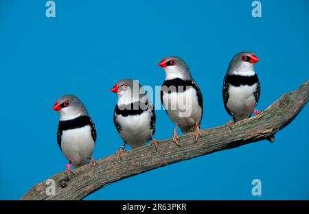 Diamantenfiliale (Stagonopleura guttata) Stockfoto