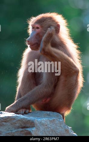 Hamadryas-Pavian (Papio hamadryas), weiblich Stockfoto