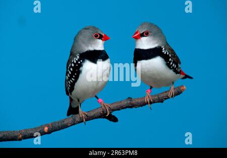 Diamond Firetails (Stagonopleura guttata), Paar Stockfoto