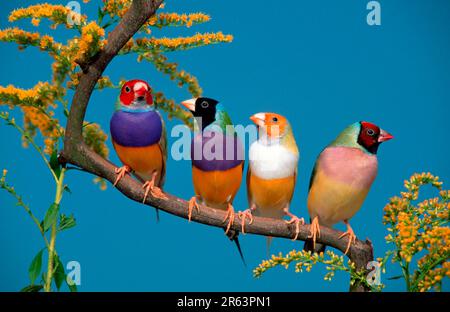 Gouldian-Finken (Chloebia gouldiae) Stockfoto