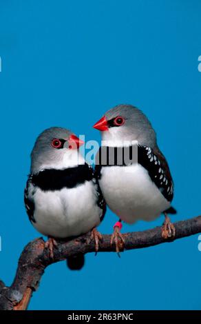 Diamond Firetails (Stagonopleura guttata), Diamond FiRetail Stockfoto