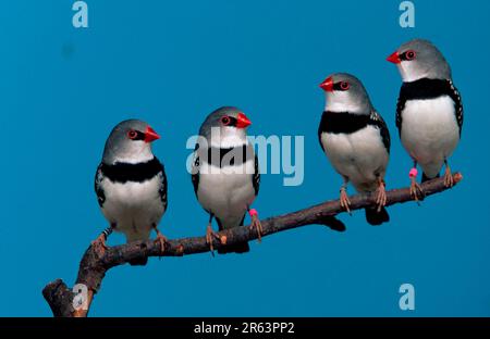 Diamantenfiliale (Stagonopleura guttata) Stockfoto