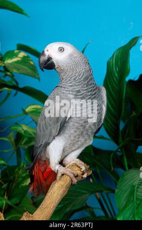 Kongo-amazone (Psittacus erithacus erithacus) Stockfoto