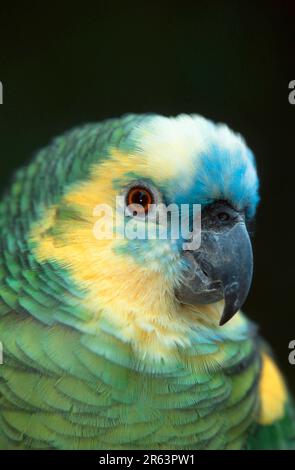 Blauer Amazonas (Amazona aestiva aestiva), türkisfarbener Papagei Stockfoto