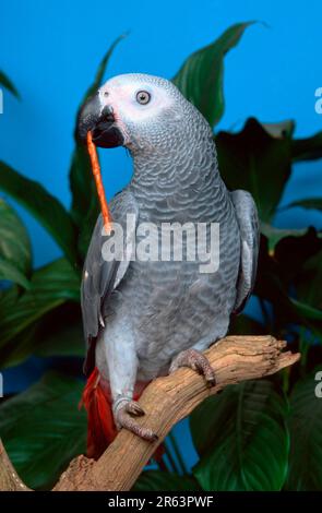 Kongo-afrikanischer Graupapagei (Psittacus erithacus erithacus) mit Salzstäbchen Stockfoto