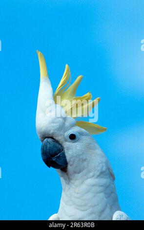 Großer Kakadu mit Schwefelkamm (Cacatua galerita triton), Triton Kakadu Stockfoto