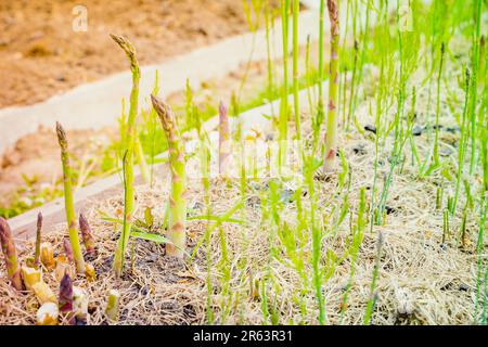 Grüner Spargel-Shoot wächst aus nächster Nähe.Anbau von gesundem Gourmet-Gemüse im Garten Stockfoto