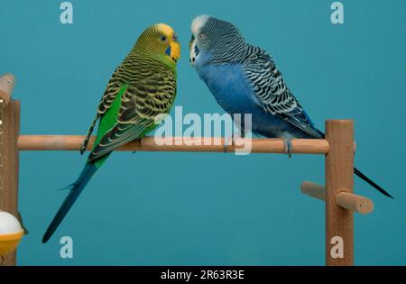 Budgies, Paar, männliche Wertschätzung, Wellensittich (Melopsittacus undulatus) Stockfoto