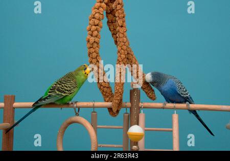 Wellensittich (Melopsittacus undulatus), Paar, Hirse essen, Budgie Stockfoto