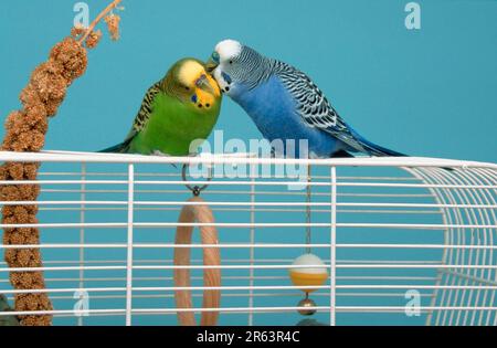 Wellensittich (Melopsittacus undulatus), Paar im Käfig, männliche Pflegefrau, Budgie Stockfoto