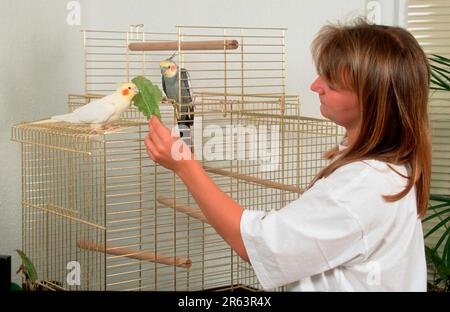 Frau füttert Cockatiel (Nymphicus hollandicus), paarweise im Käfig, grau und Lutino, mit Salat Stockfoto