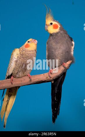 Cockatiels (Nymphicus hollandicus), männlich und bettelnd jung Stockfoto