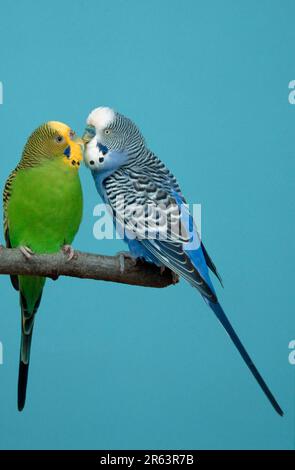 Budgies, Paar, männliche Wertschätzung, Wellensittich (Melopsittacus undulatus) Stockfoto