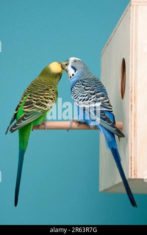 Budgien, Paar an der Nestbox, männlich fütternd, weiblich, Wellensittich (Melopsittacus undulatus) Stockfoto