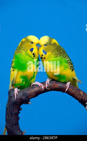 Budgien (Melopsittacus undulatus), männlich, australische Rattennatur-normal-hellgrün Stockfoto