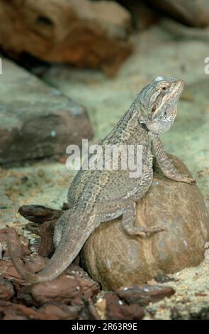 Bartdrachen (Amphibolorus vitticeps) (Pogona barbatus), Agamiden Stockfoto