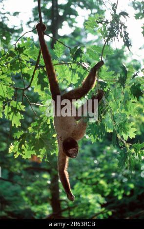 Gemeinsamen Woolly Monkey (Lagothrix Lagotricha) Stockfoto