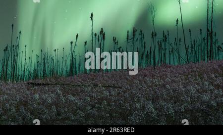 Unglaubliche Nordlichter, aurora borealis über einem Feld von Feuerweedblumen im Yukon Territory im Norden Kanadas. Verbrannte Fichten, Feuerwald Stockfoto