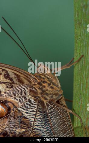 Eulen (Caligo memnon) Stockfoto