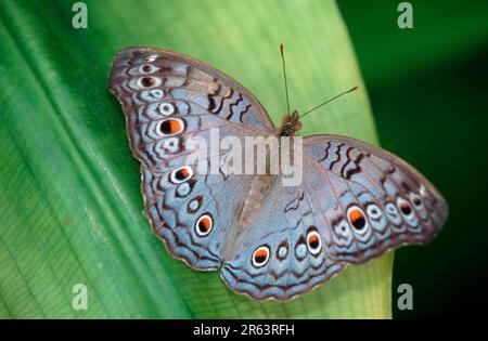 Grauer Schmetterling in Pansy (Precis-Ateliten) Stockfoto