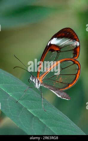 Glasflügel-Schmetterling (Greta Oto), Seite Stockfoto