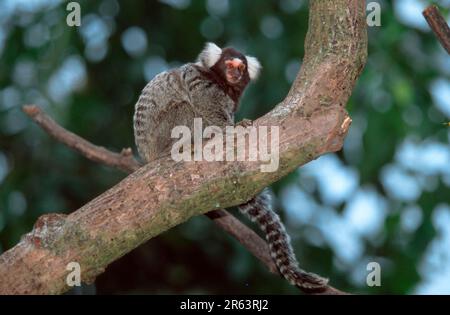 Gemeine (Primaten) Marmoset (Callithrix jacchus), Gemeine Marmoset (südamerika) (Tiere) (Säugetiere) (Affen) (Baumstamm) (lateral) Stockfoto