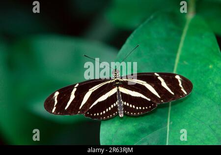 Zebra-Langleiner (Heliconius charitonius) Stockfoto