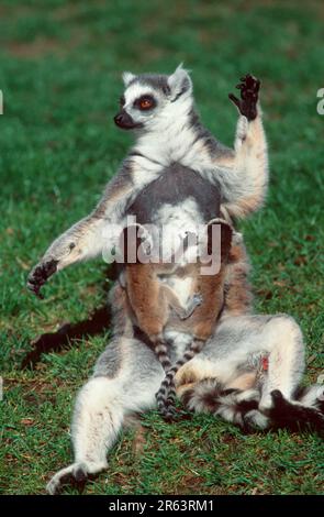 Ringschwanzjunge Lemur (Lemur catta) Stockfoto