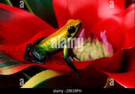 Schwarzbein-Giftfrosch (Phyllobates bicolor), Giftpfeilfrosch Stockfoto