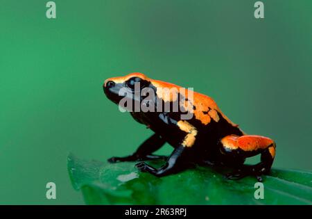 Gelbflossenfrosch (Dendrobates galactonotus) Stockfoto