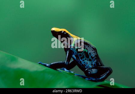 Färben von Giftpfeilfrosch (Dendrobates tinctorius), Giftfrosch Stockfoto