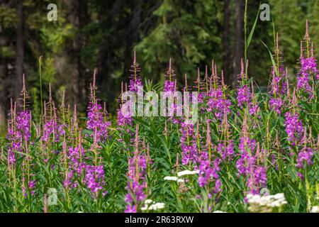 Wilde Feuerwebepflanzen, Blumen, die im Sommer nach einem Waldbrand im wilden Yukon Territory, Kanada, zu sehen sind, mit natürlicher Pink-, Lila- und Grünfarbe Stockfoto