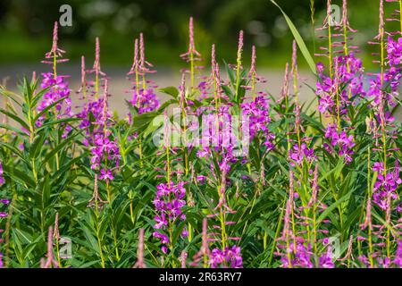 Wilde Feuerwebepflanzen, Blumen, die im Sommer nach einem Waldbrand im wilden Yukon Territory, Kanada, zu sehen sind, mit natürlicher Pink-, Lila- und Grünfarbe Stockfoto