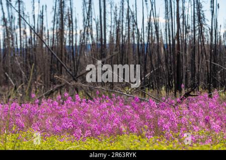 Wilde Feuerwebepflanzen, Blumen, die im Sommer nach einem Waldbrand im wilden Yukon Territory, Kanada, zu sehen sind, mit natürlicher Pink-, Lila- und Grünfarbe Stockfoto