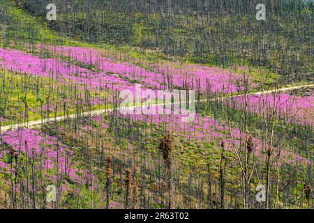 Wilde Feuerwebepflanzen, Blumen, die im Sommer nach einem Waldbrand im wilden Yukon Territory, Kanada, zu sehen waren, mit einer Straße, die durch das rosa violette Gebiet verläuft Stockfoto