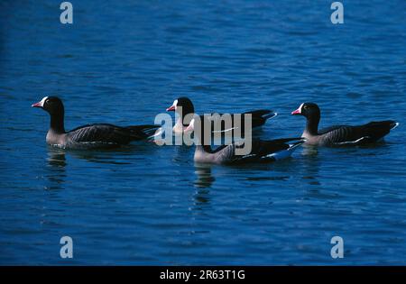 Weißkopfgänse (Anser erythropus) Stockfoto