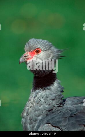 Southern Screamer (Chauna Torquata), Crested Screamer Stockfoto