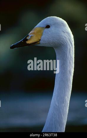 Whooper Swan (Cygnus cygnus), Singschwan / Stockfoto