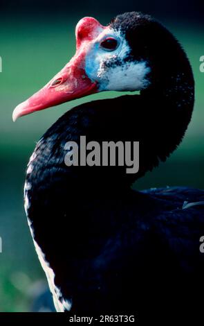 Sporengans (Plectropterus gambensis), Seite, Profil Stockfoto